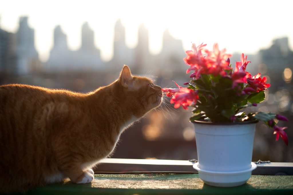 Katte giftige planter – Ayoe Hoff