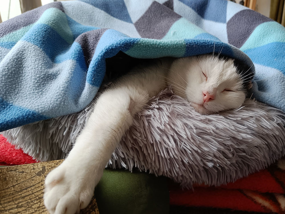 Hoff – Eksamineret Adfærdskonsulent katte